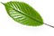 leaf-five