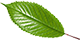 leaf-one