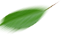 leaf-six