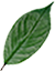 leaf-two
